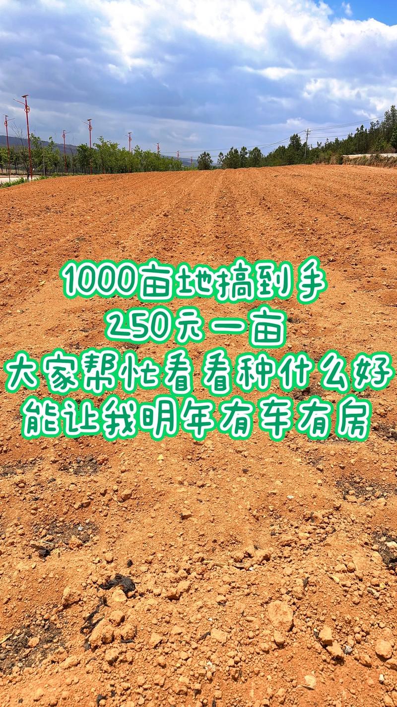 一亩地小型采摘园投资多少能回本?