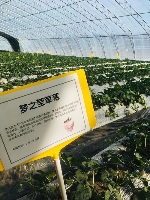 一亩地小型采摘园投资多少能回本?