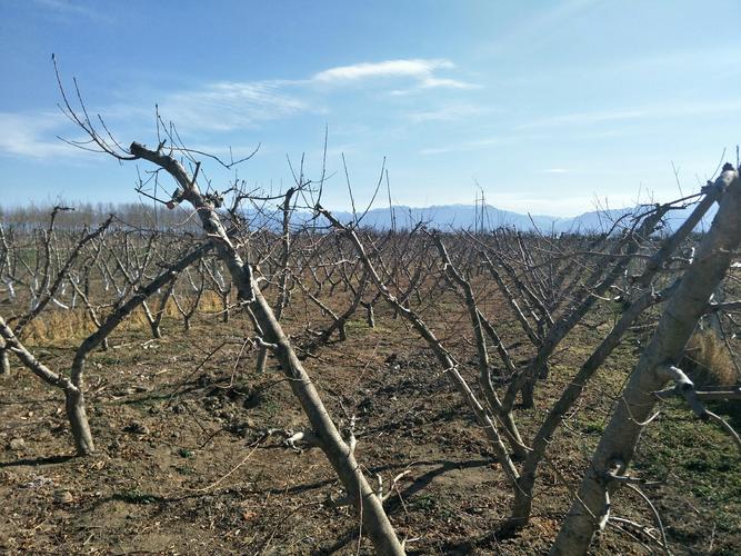 10亩桃树投资要多少钱?