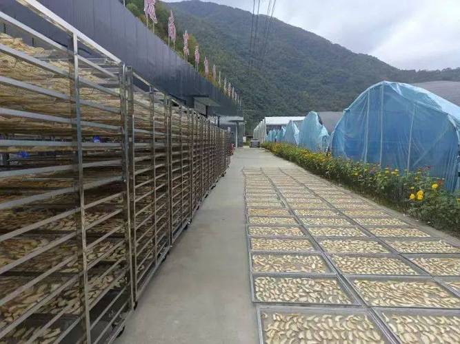 挂面厂投资多少才够?